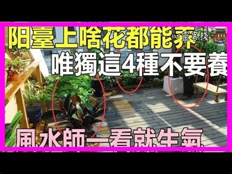 玉蘭花風水禁忌|【玉蘭花 風水】玉蘭花的美麗與風水禁忌，種植前必看！